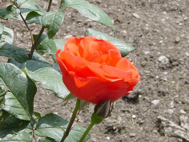 роза из Непала роза из Непала