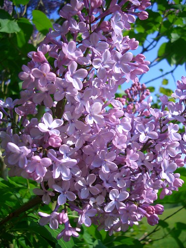 сирень сирень