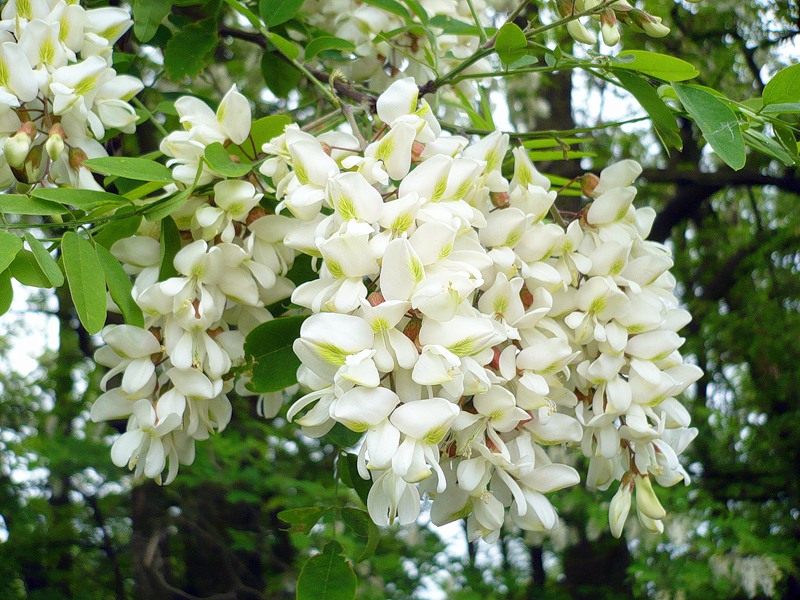  ,  (Robinia pseudoacacia L.) , , , 