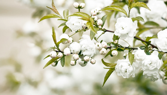 Белоцветочные ароматы Montale