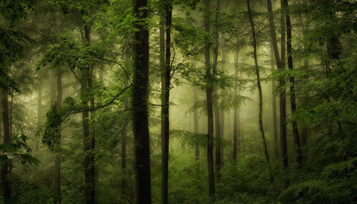 Древесные ароматы с запахом леса