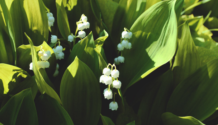 Ландыши в парфюмерии