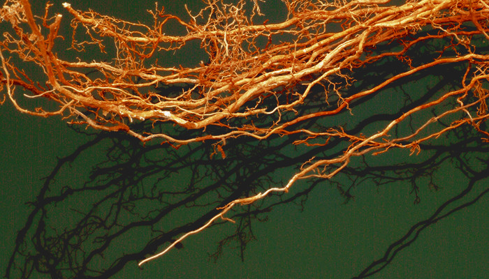 Ветиверовые ароматы