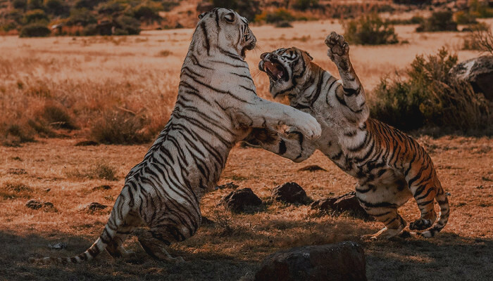 Самые сексуальные ароматы