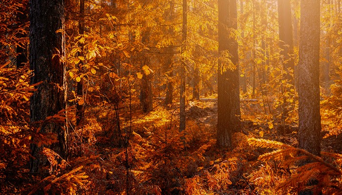 Ароматы на тёплую, золотую осень