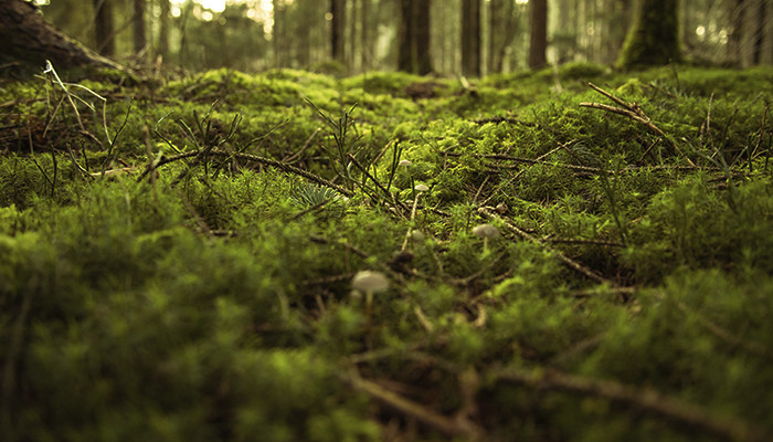 Топ-6 ароматов с нотой дубового мха. Чем сегодня пахнет парфюмерия с запретным компонентом?