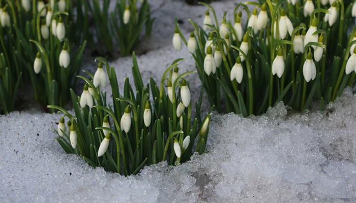 Ароматы, дарящие праздничное настроение