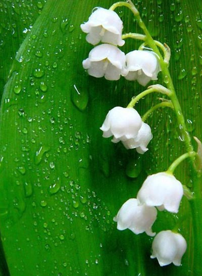 ландыш ландыш