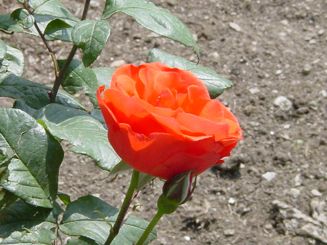 роза из Непала