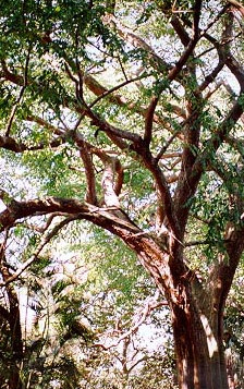 розовое дерево розовое дерево