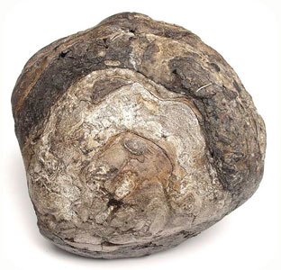 серая амбра серая амбра