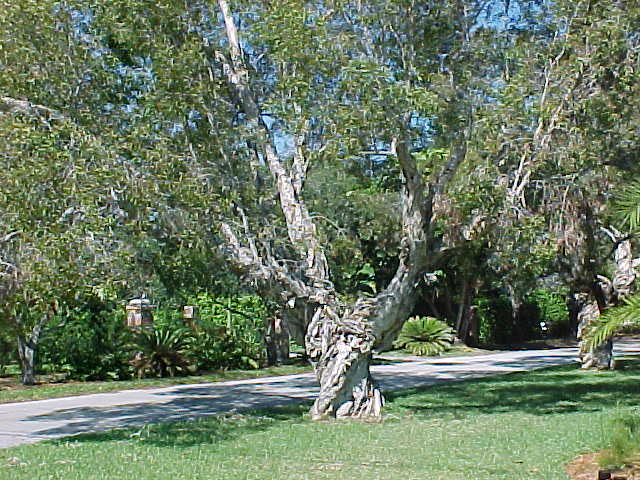Белолистка дерево фото