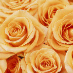 чайная роза