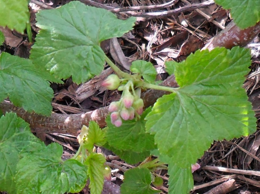 бутон черной смородины