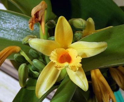 ваниль ваниль