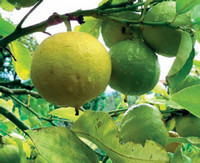 итальянский бергамот итальянский бергамот