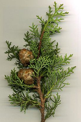 кипарис кипарис