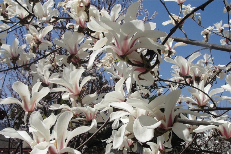 китайская магнолия