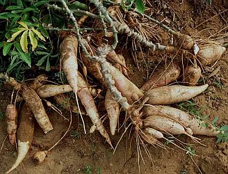 корень ириса корень ириса