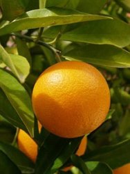 корсиканский апельсин