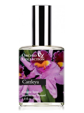 Demeter - Cattleya Orchid