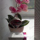 Отзыв Emilio Pucci Miss Pucci