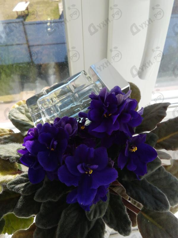 Отзыв Hugo Boss Orange Духи Orange от Hugo Boss