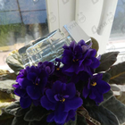 Отзыв Hugo Boss Orange