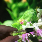 Парфюм Chanel Coromandel