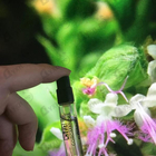 Отзыв Chanel Coromandel