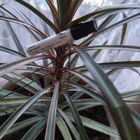 Отзывы Jo Malone English Pear & Freesia