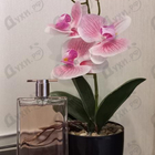 Отзывы Lancome Idole