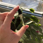 Парфюм Montale Chocolate Greedy