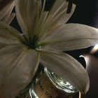 Отзыв Byredo Parfums Bal D'afrique