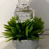 Парфюм Christian Dior Miss Dior Blooming Bouquet Парфюмерия Miss Dior Blooming Bouquet от Christian Dior