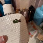 Отзыв Lacoste L.12.12 Blanc