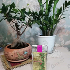 Духи Apparition Exotic Green от Emanuel Ungaro