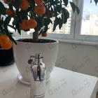 Духи Mango Manga от Montale