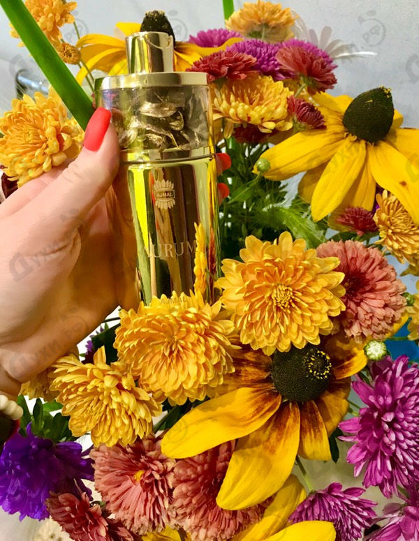 Духи Aurum от Ajmal Парфюмерия Ajmal Aurum