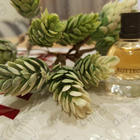 Отзывы Bottega Veneta Bottega Veneta