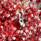 Отзывы Nina Ricci Nina