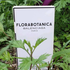 Купить Florabotanica от Balenciaga
