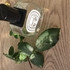 Купить Olene от Diptyque