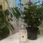 Духи Blackberry & Bay от Jo Malone