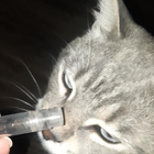 Духи La Vie Est Belle от Lancome