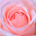 Духи Delicate Rose от Trussardi