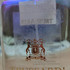 Духи Trussardi Delicate Rose Парфюмерия Delicate Rose от Trussardi