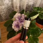 Духи Noir от Tom Ford