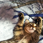 Отзывы Trussardi My Land