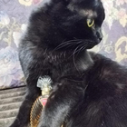 Отзывы Emanuel Ungaro Diva